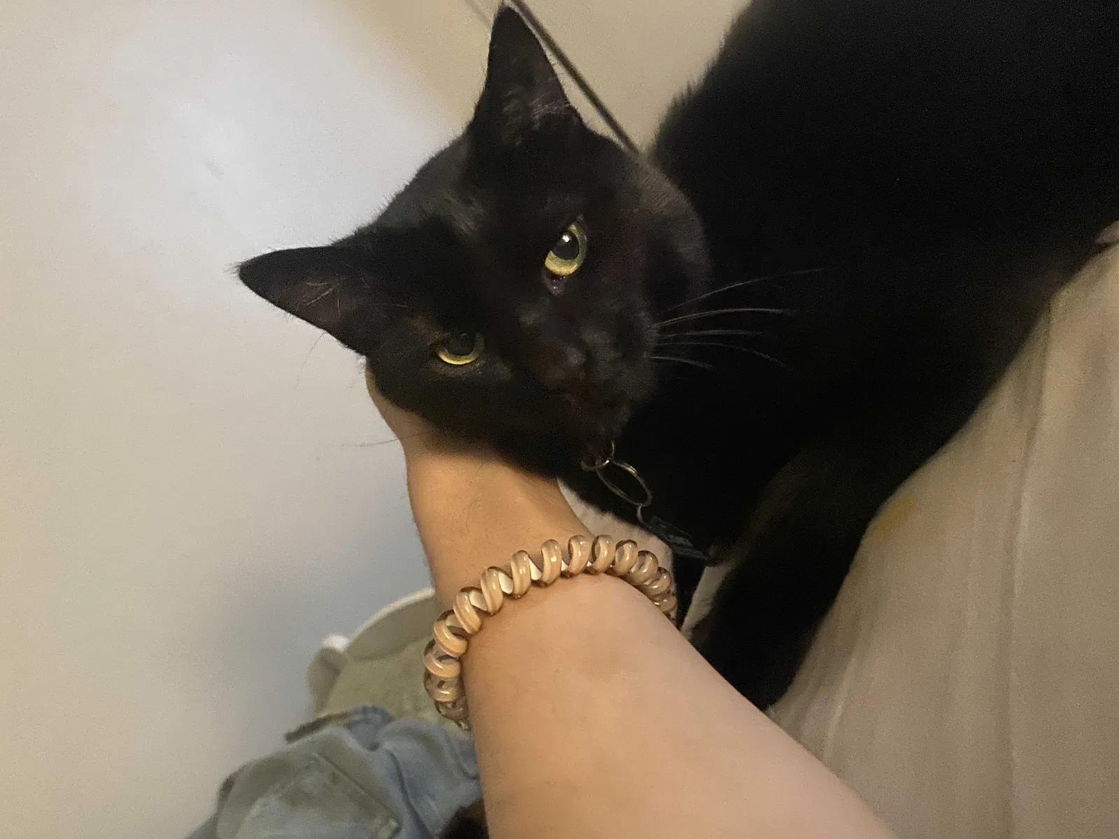Lost cat in Commerce, GA, 30529