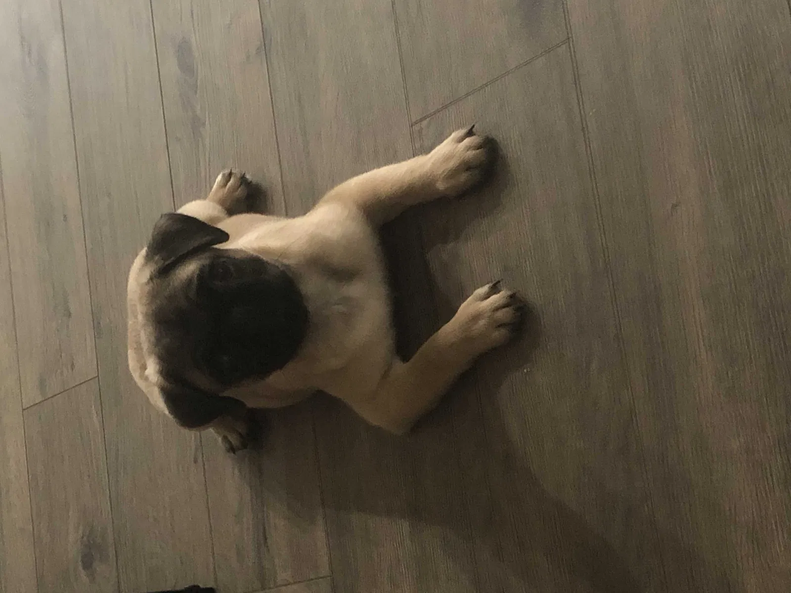 Lost dog in Victorville, CA, 92395