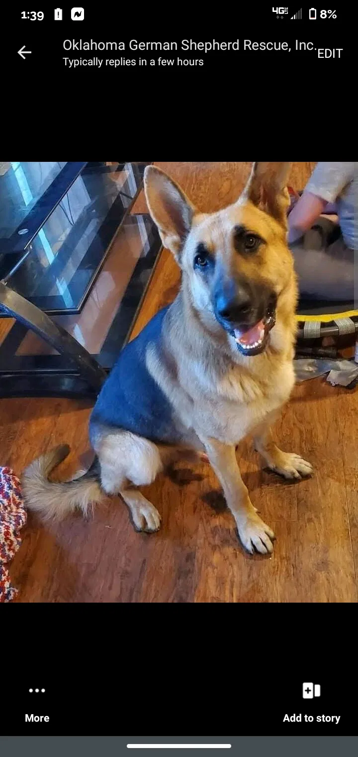 Lost dog in Tulsa, OK, 74112