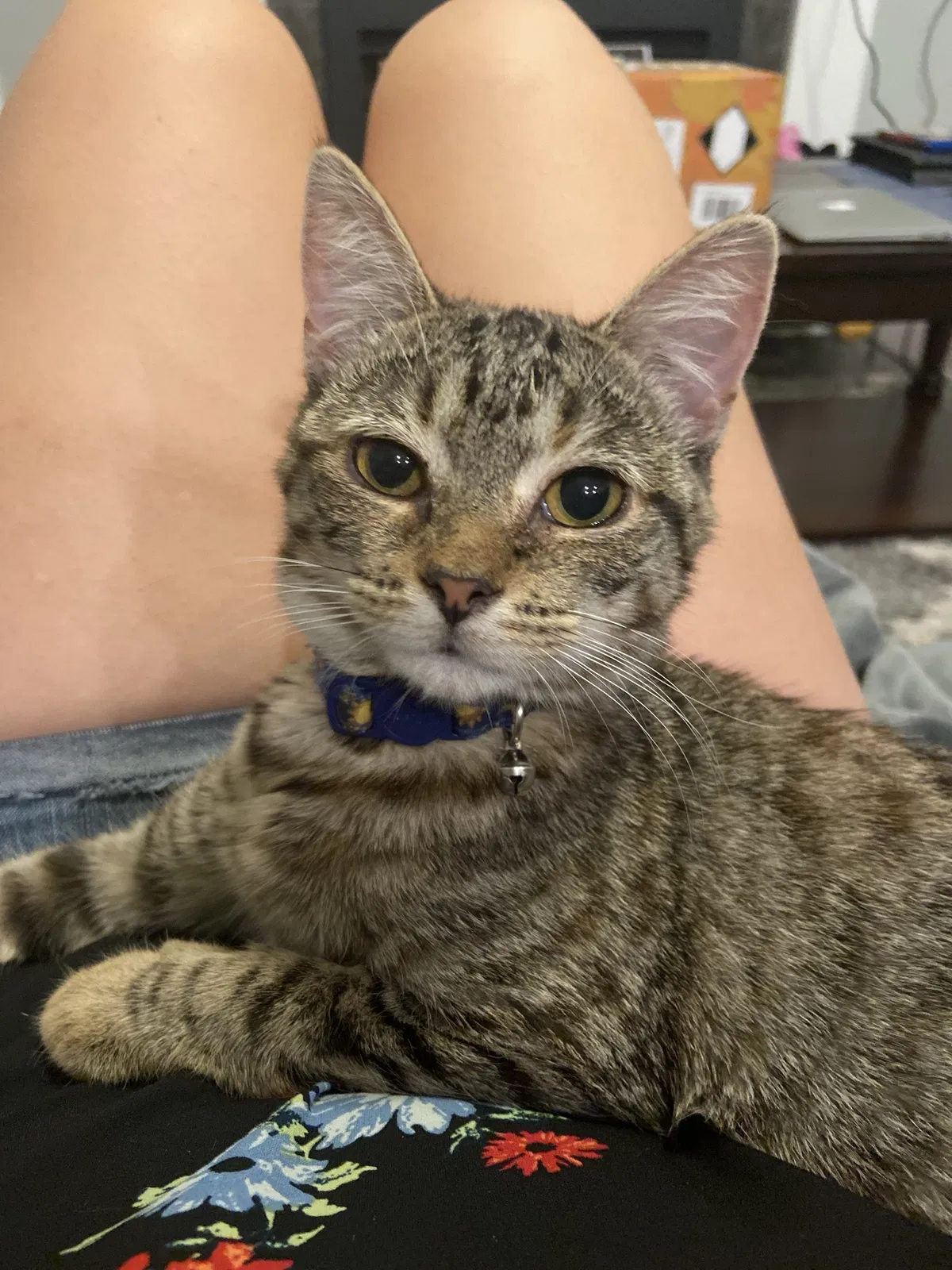 Lost cat in Fayetteville, NC, 28306