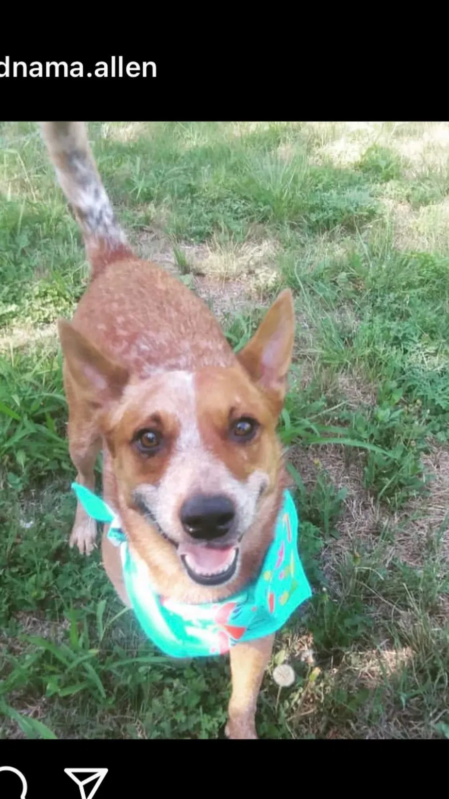 Lost dog in Georgetown, TX, 78626