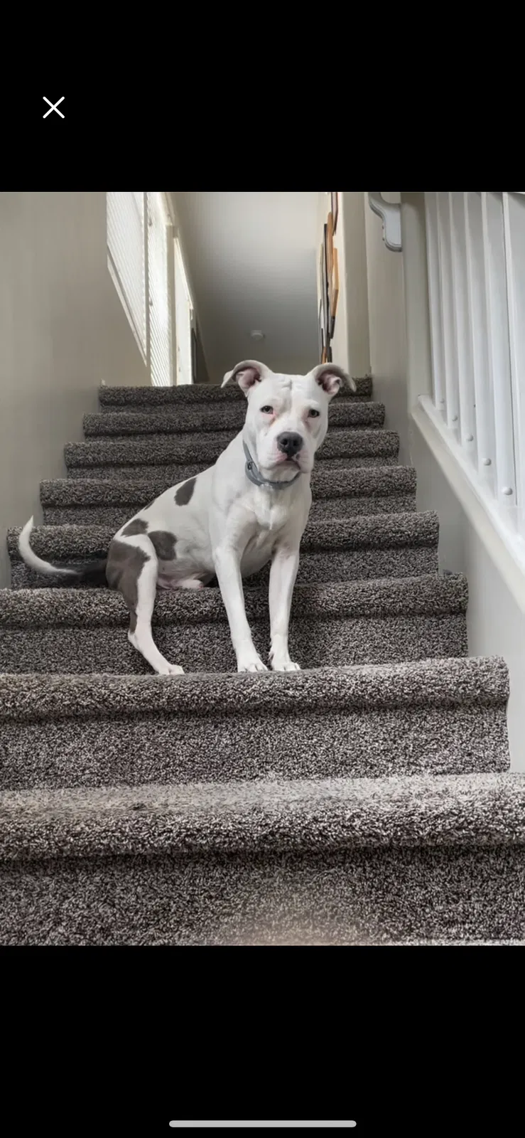 Lost dog in Phoenix, AZ, 85041