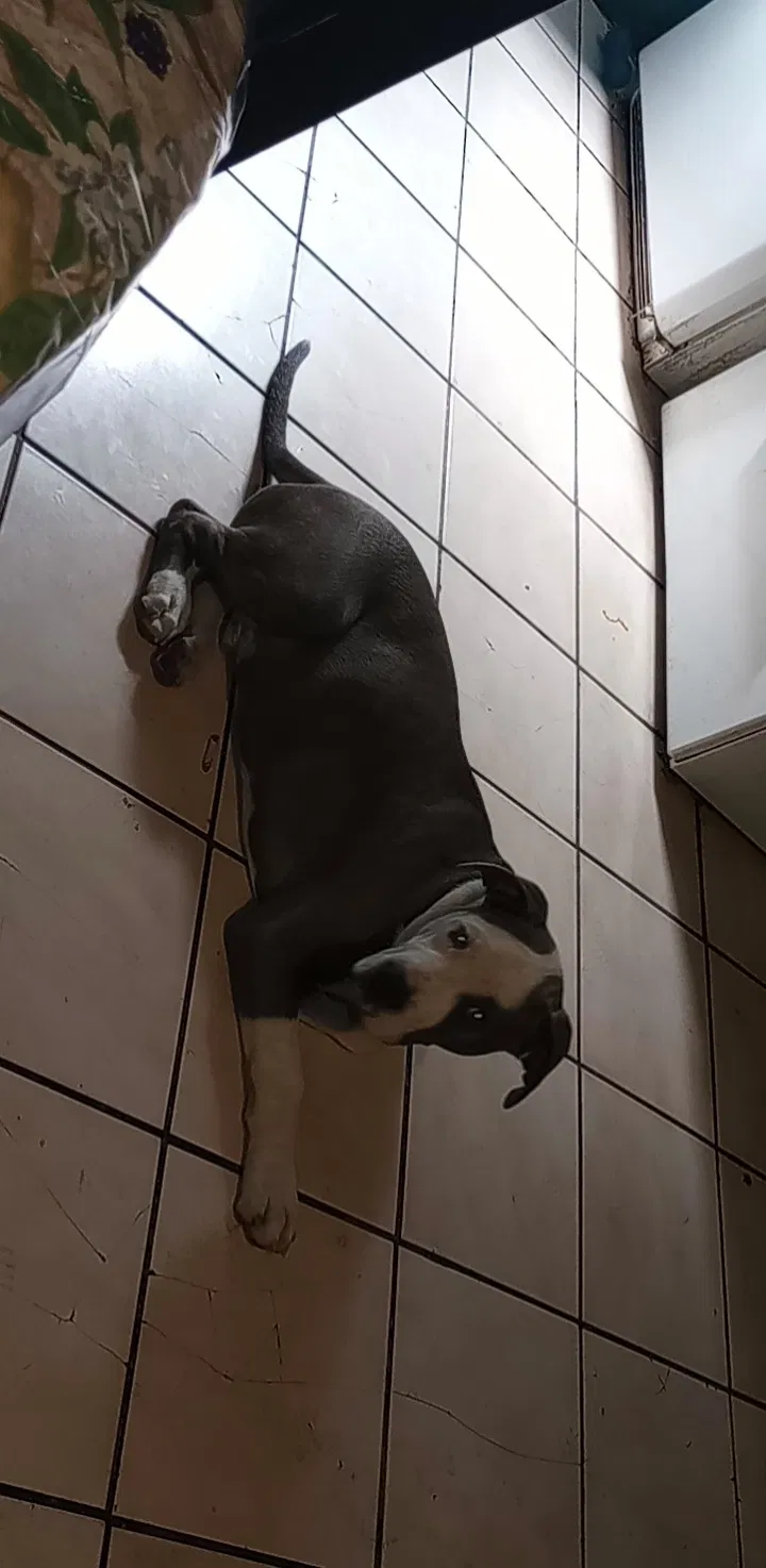 Lost dog in San Diego, CA, 92113