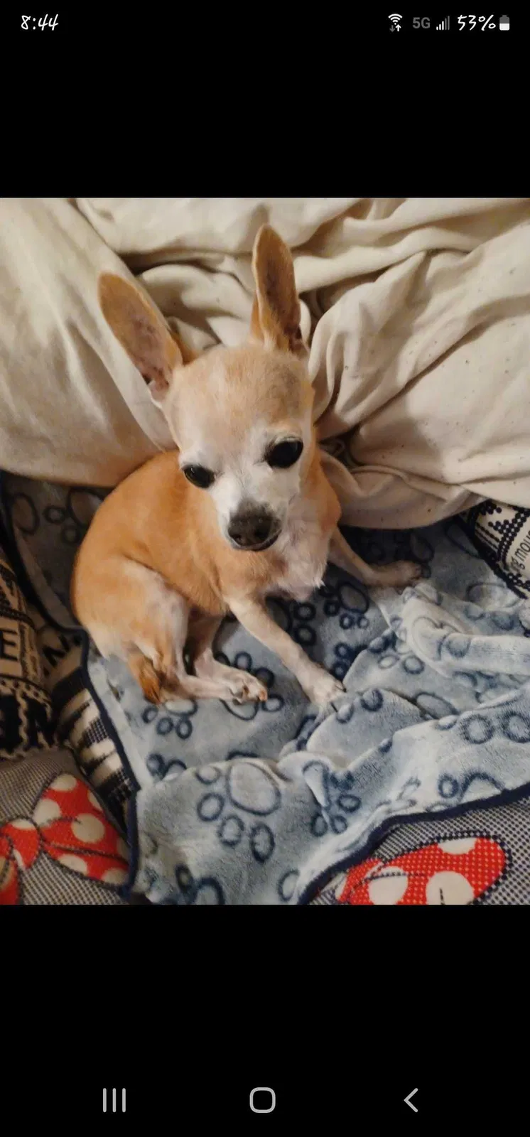 Lost dog in Glendale, AZ, 85308