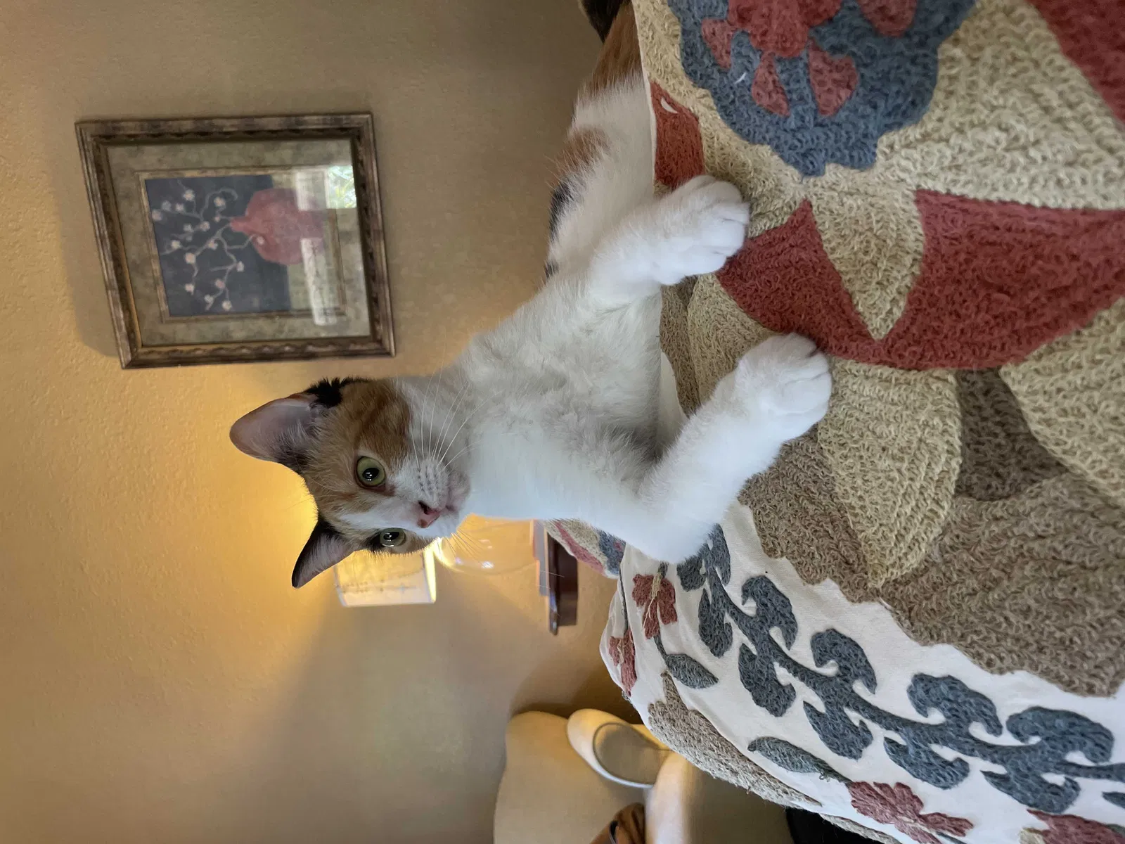 Lost cat in Jacksonville, FL, 32206
