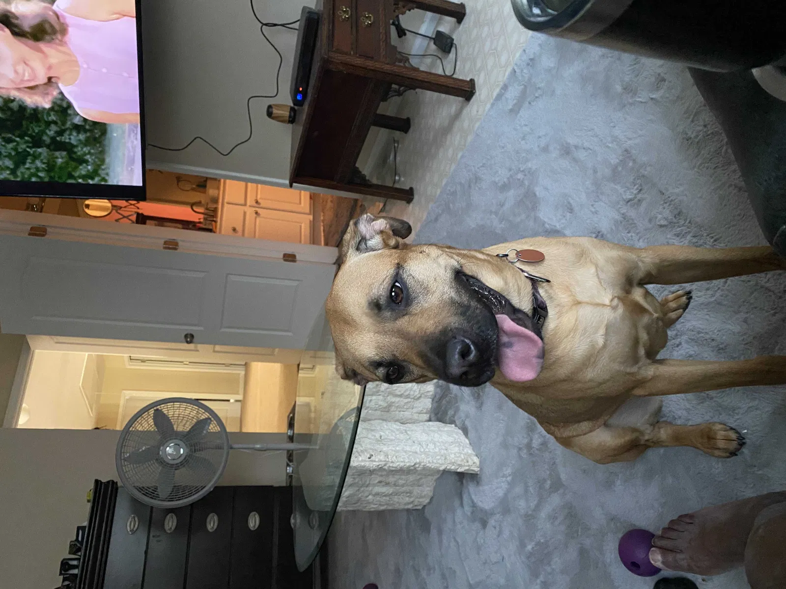 Lost dog in Lithonia, GA, 30058