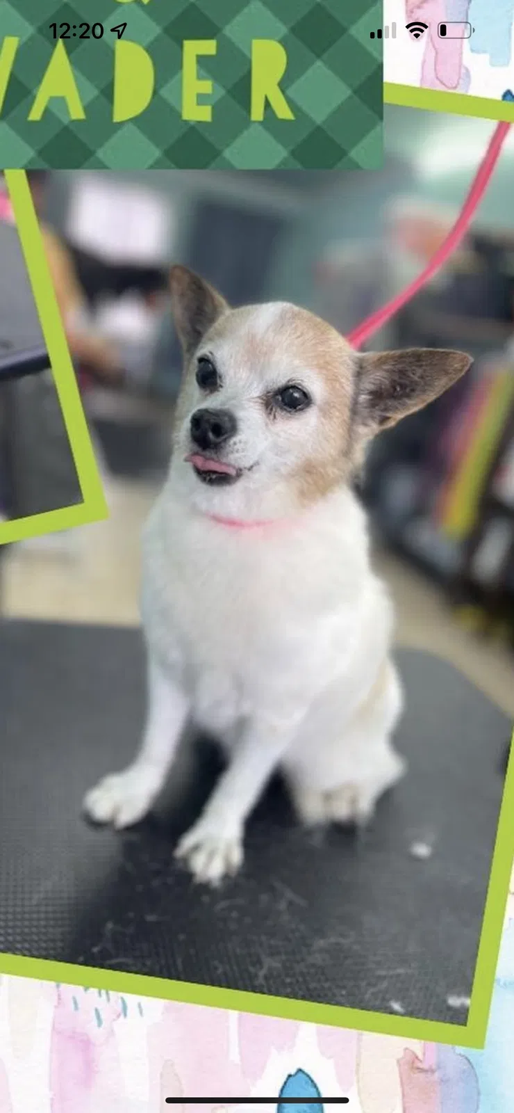 Lost dog in Whittier, CA, 90601