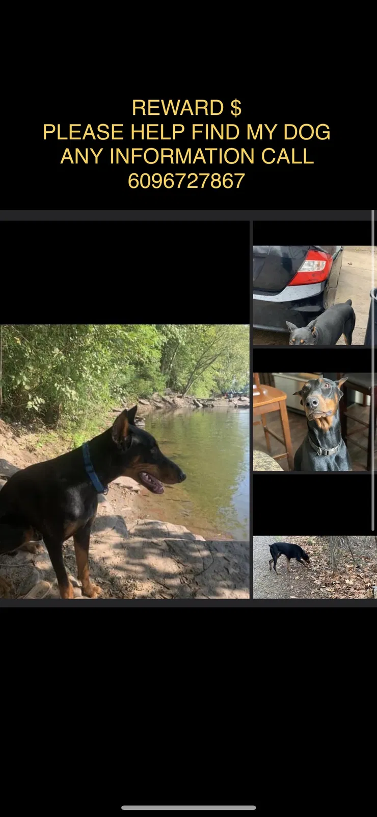 Lost dog in Trenton, NJ, 8611