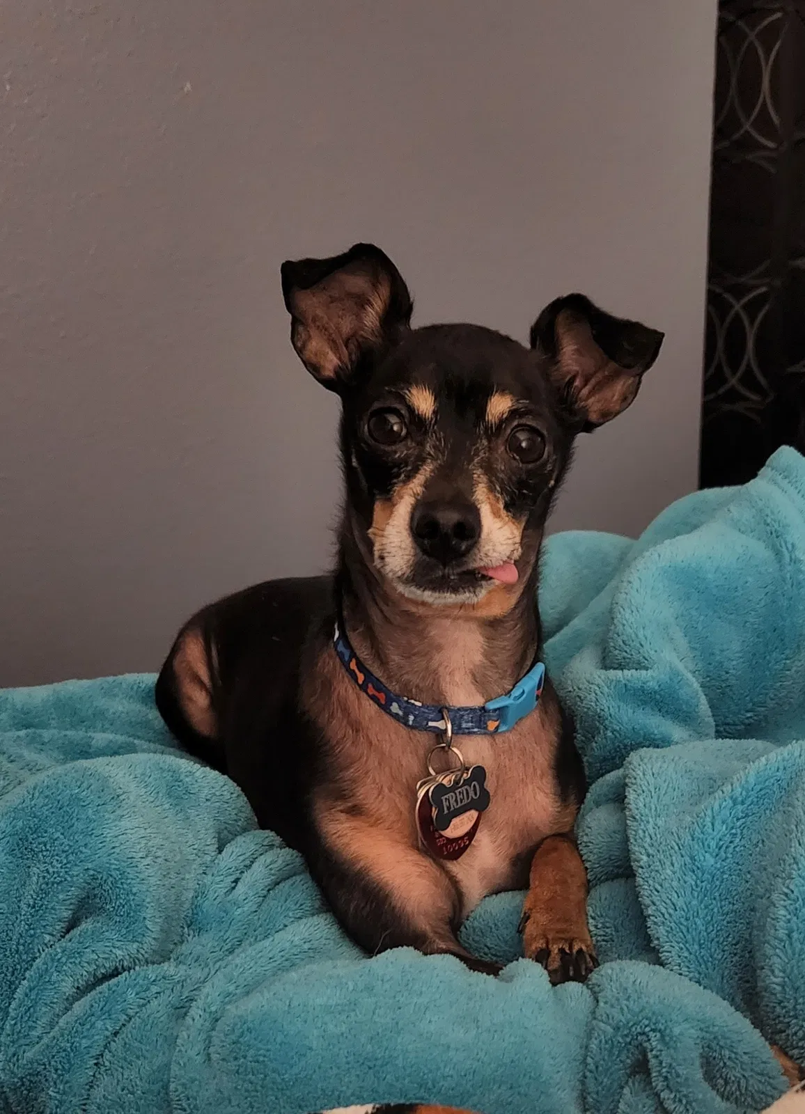 Lost dog in Beaverton, OR, 97007