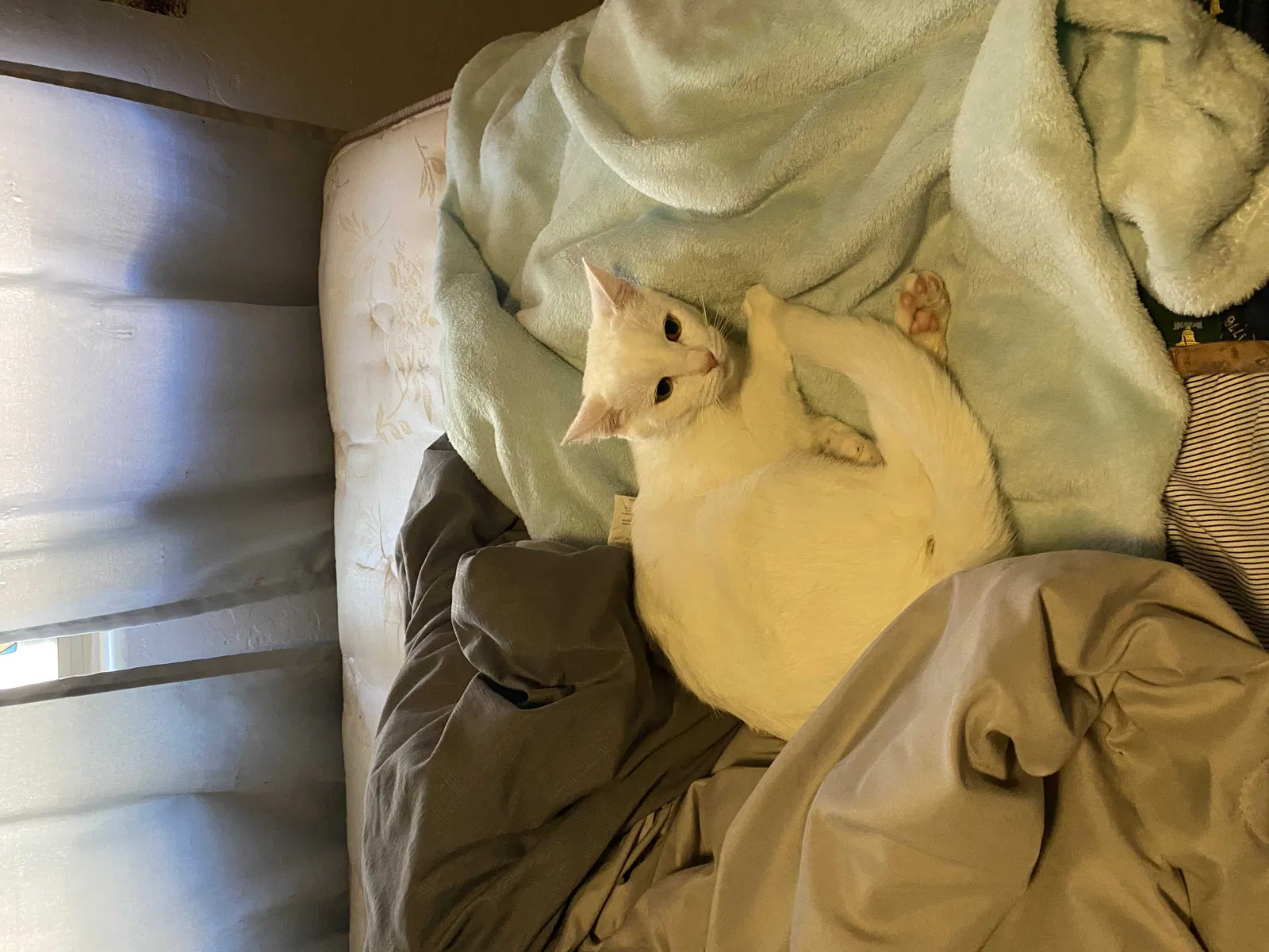 Lost cat in Florence, AZ, 85132