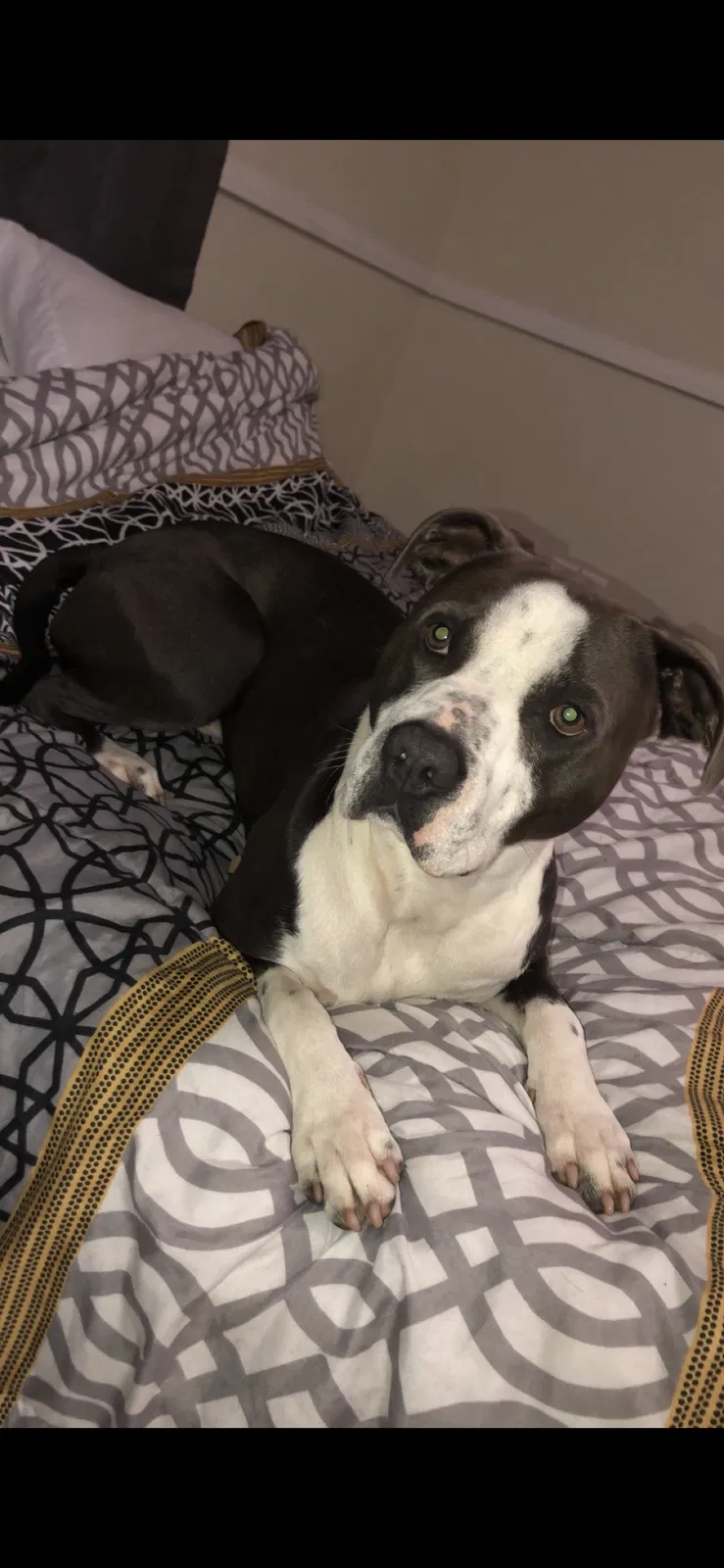Lost dog in Claremont, NC, 28610