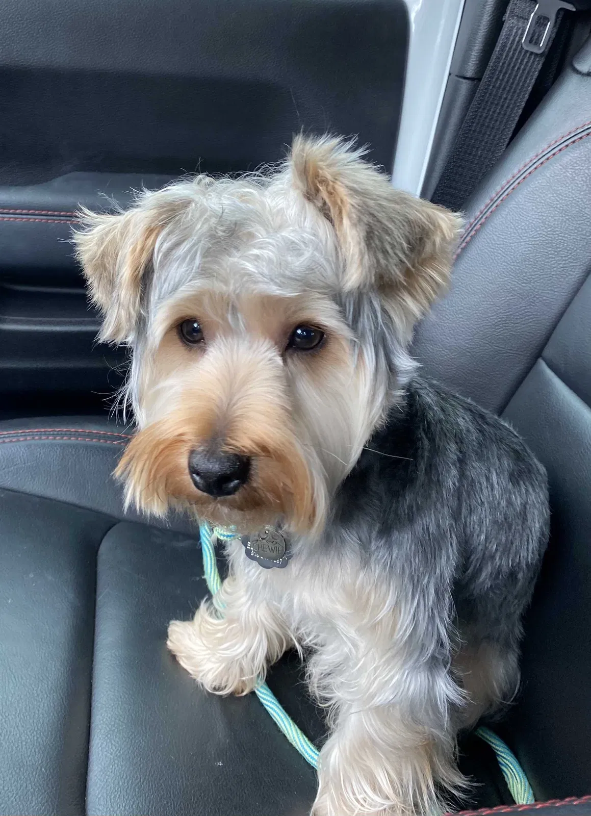 Lost dog in El Paso, TX, 79932