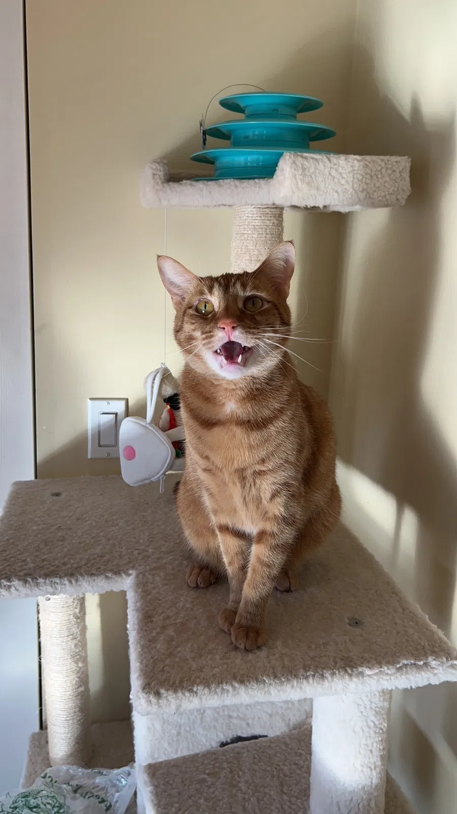 Lost cat in Hacienda Heights, CA, 91745