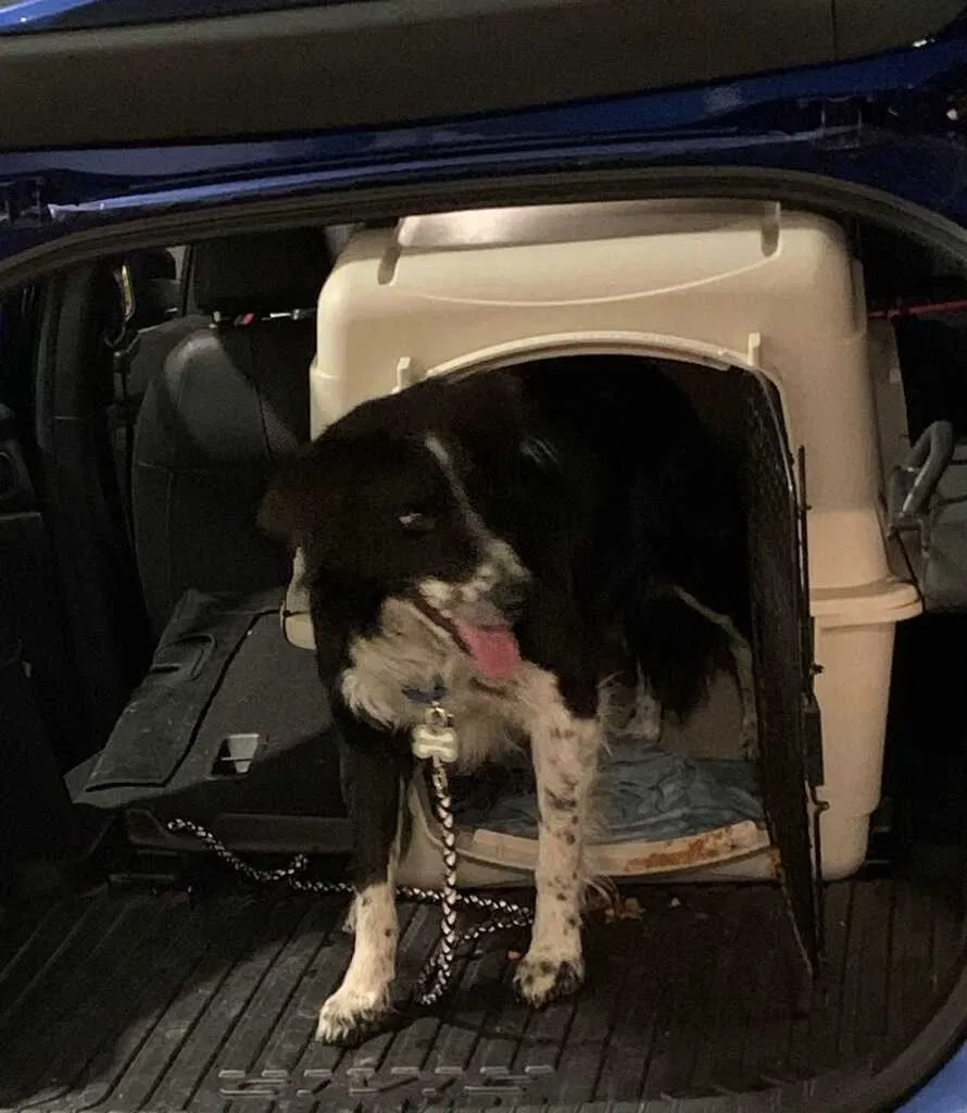 Lost dog in Las Cruces, NM, 88011
