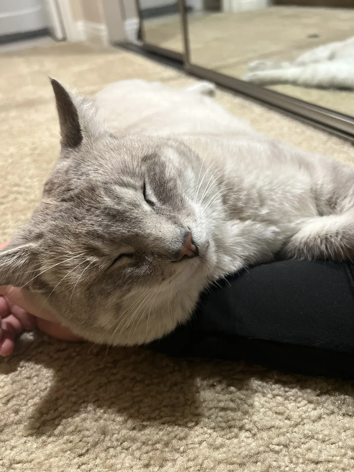 Lost cat in Lake Forest, CA, 92630