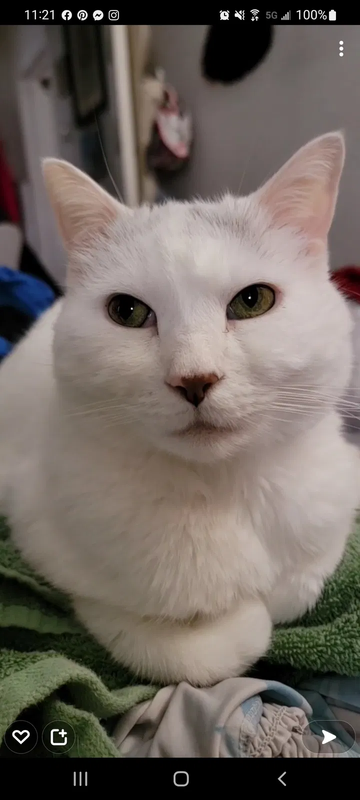 Lost cat in Broken Arrow, OK, 74012