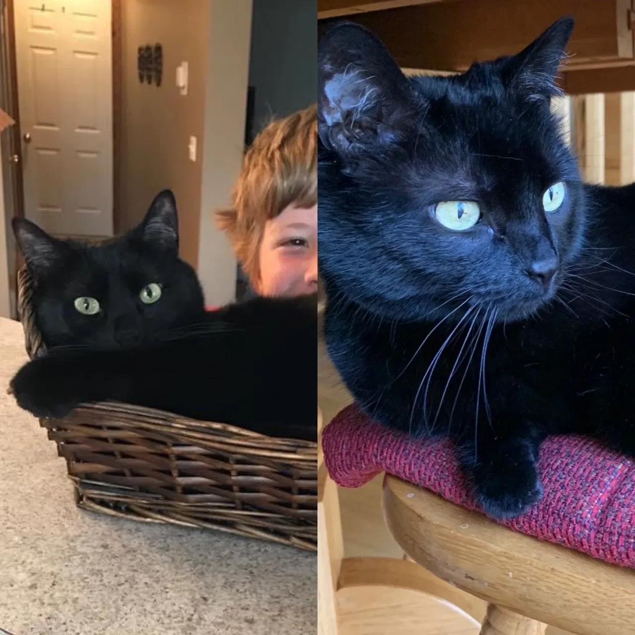 Lost cat in Minneapolis, MN, 55447
