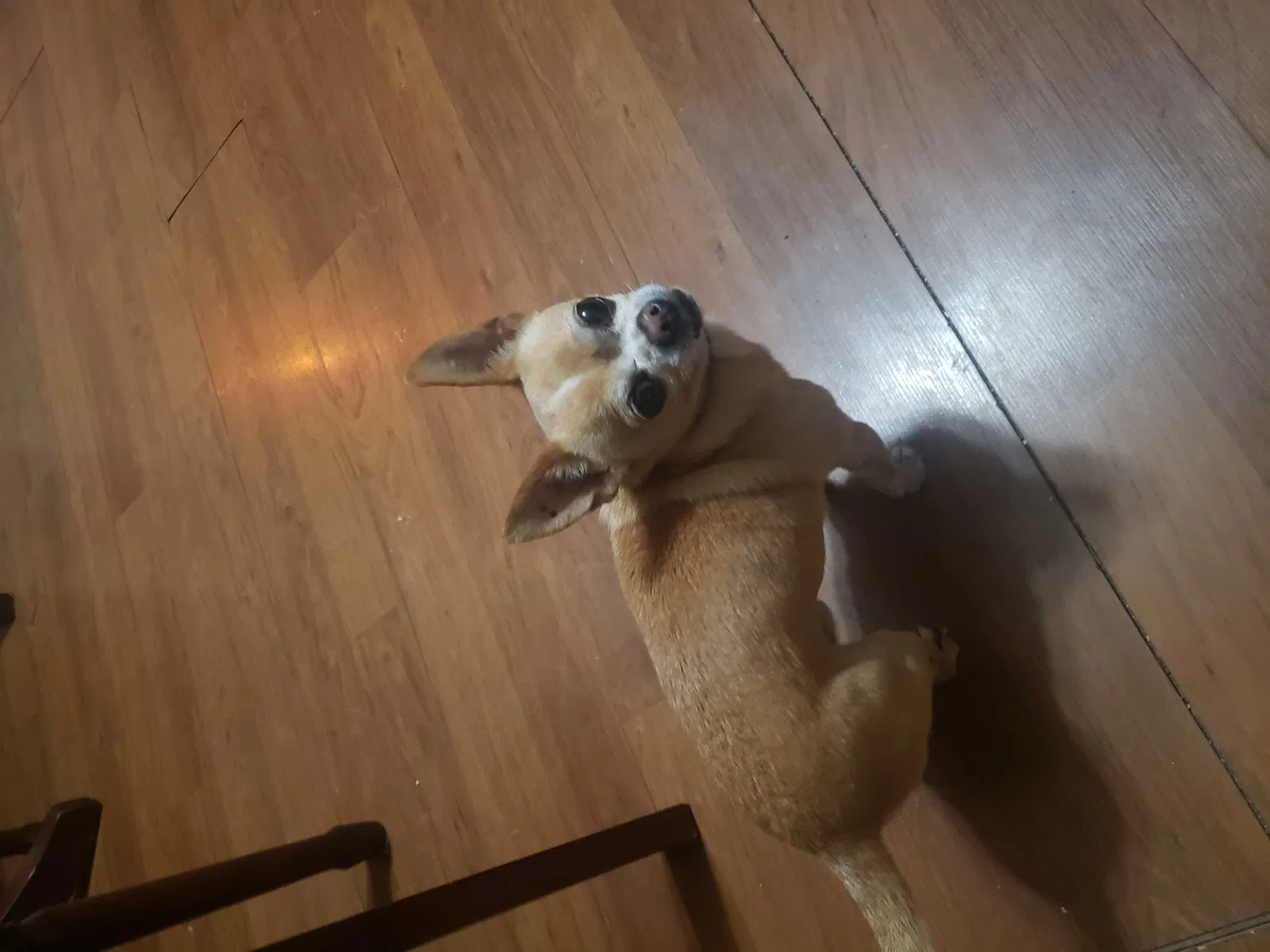 Lost dog in New Iberia, LA, 70563
