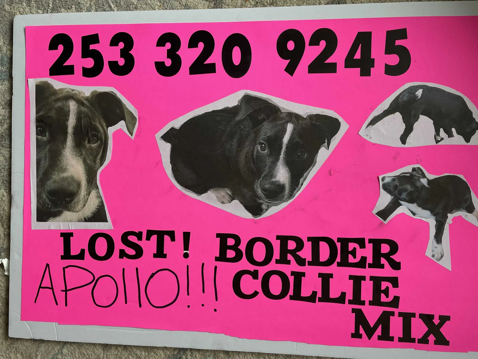 Lost dog in Tacoma, WA, 98466