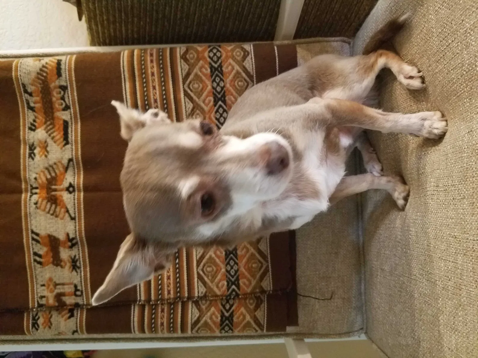 Lost dog in San Diego, CA, 92115