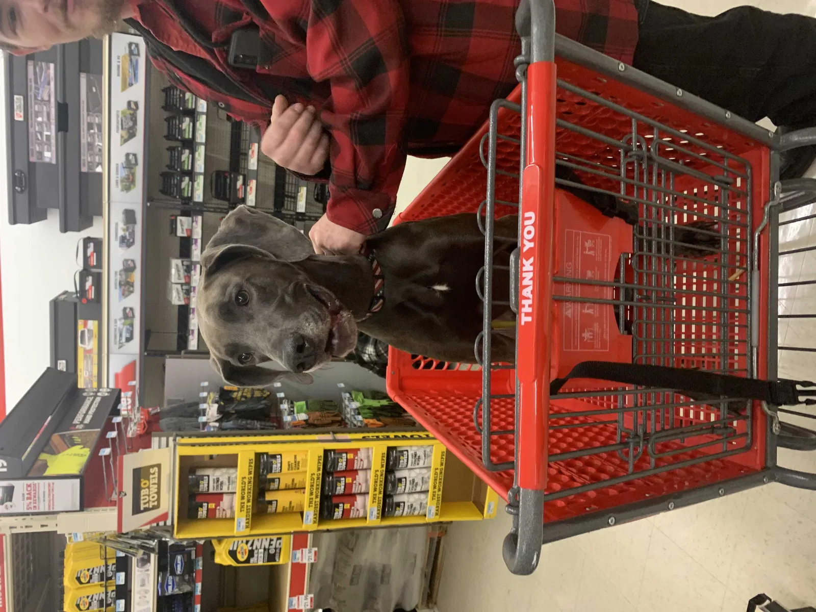 Lost dog in Tobaccoville, NC, 27050