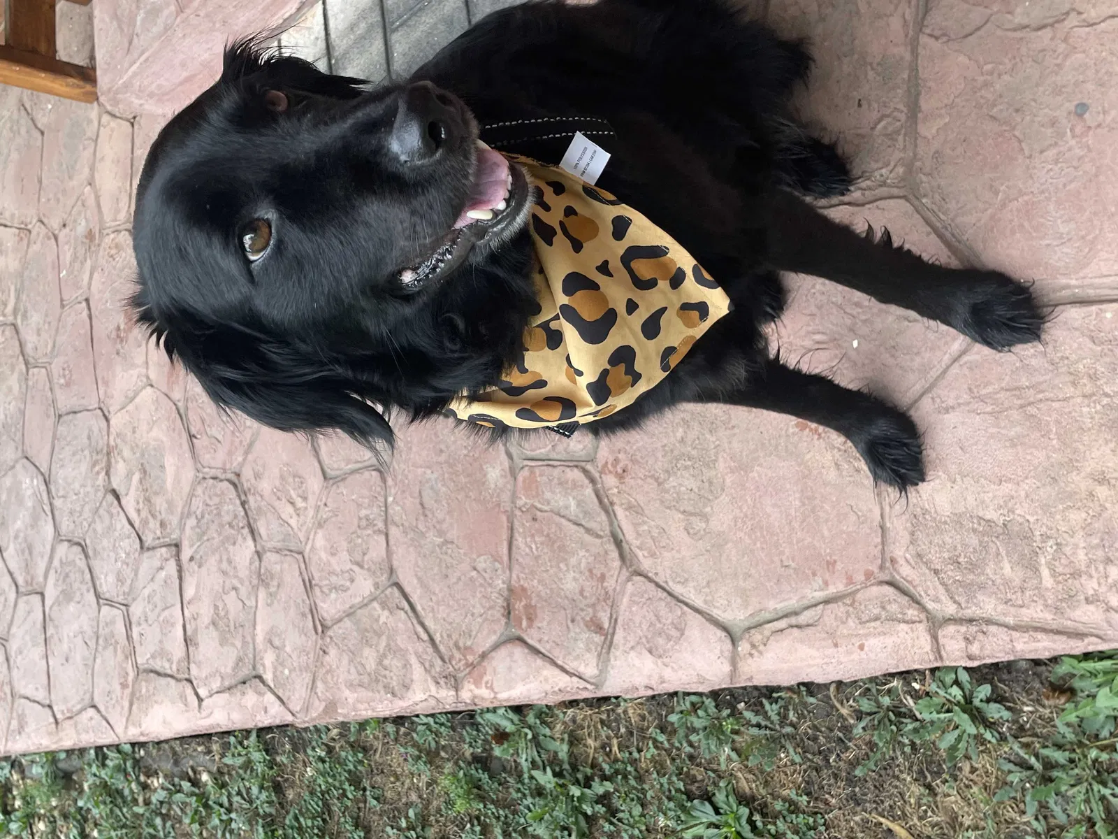 Lost dog in Corpus Christi, TX, 78415