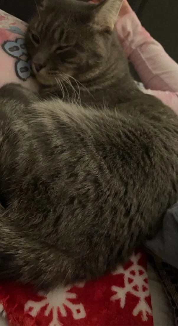 Lost cat in Magna, UT, 84044