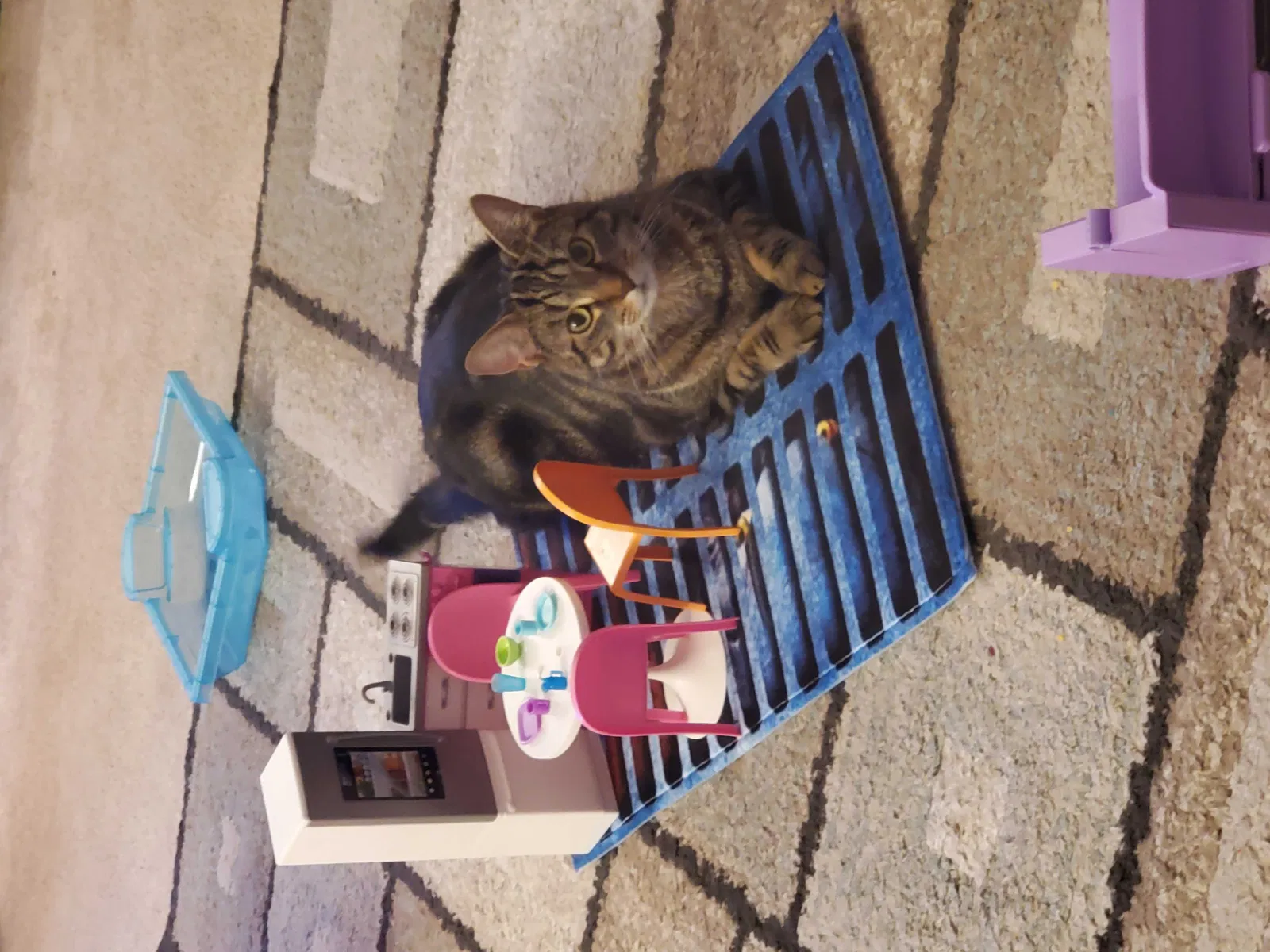 Lost cat in Dearborn Heights, MI, 48125