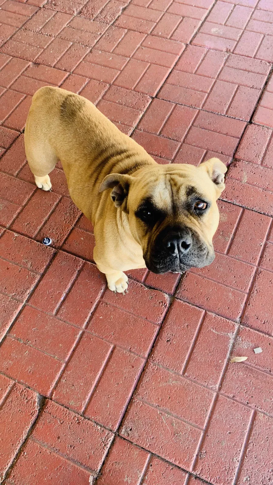 Lost dog in Davenport, FL, 33837