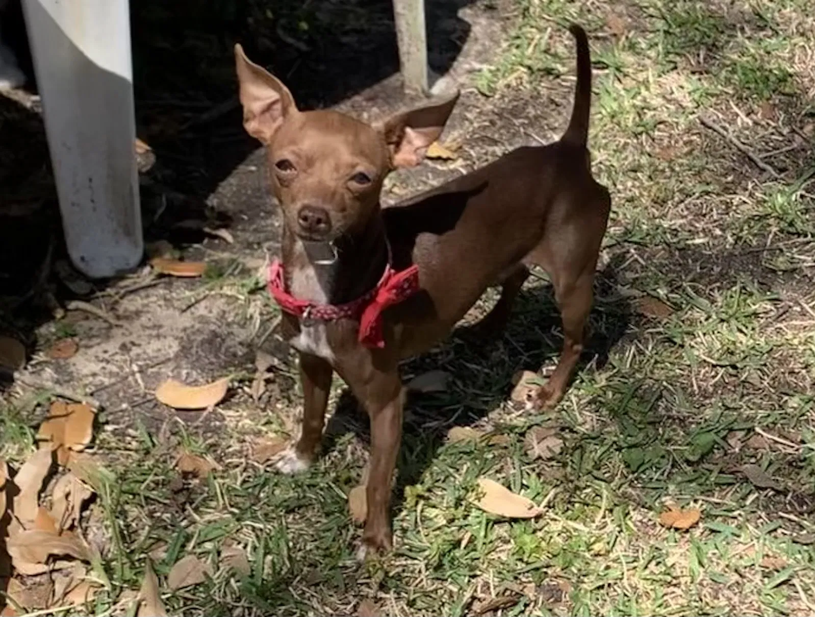Lost dog in Houston, TX, 77036
