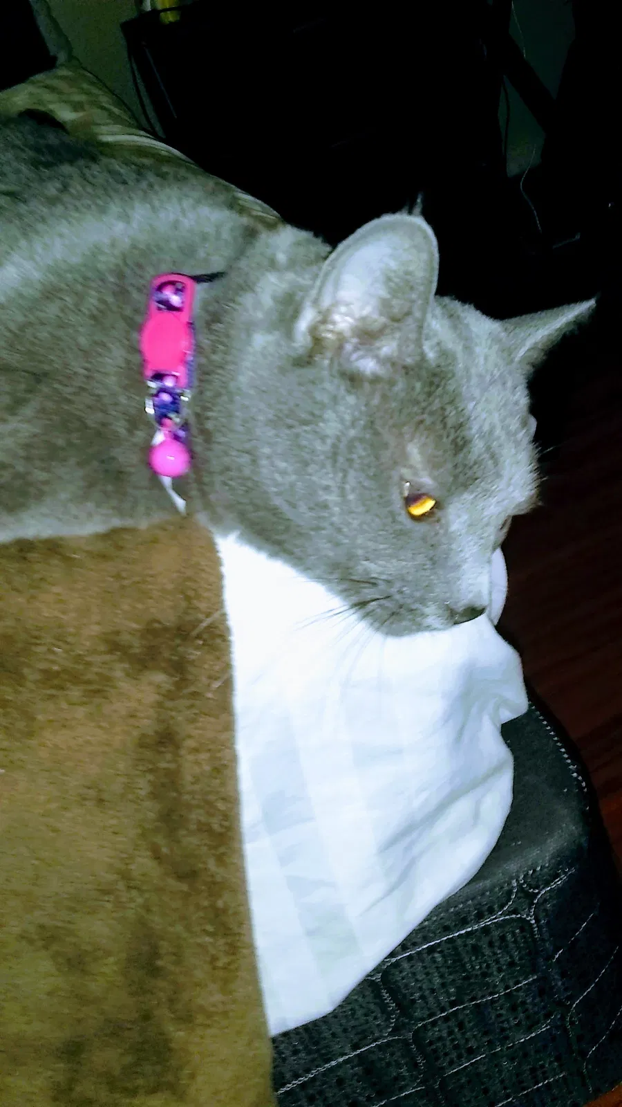 Lost cat in Las Vegas, NV, 89121