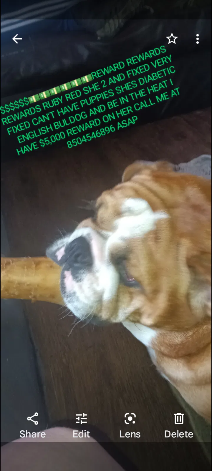 Lost dog in Spanish Fort, AL, 36577