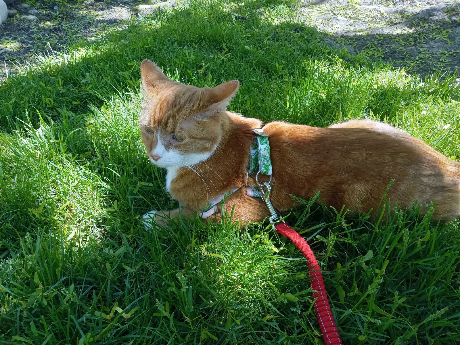 Lost cat in Meridian, ID, 83646