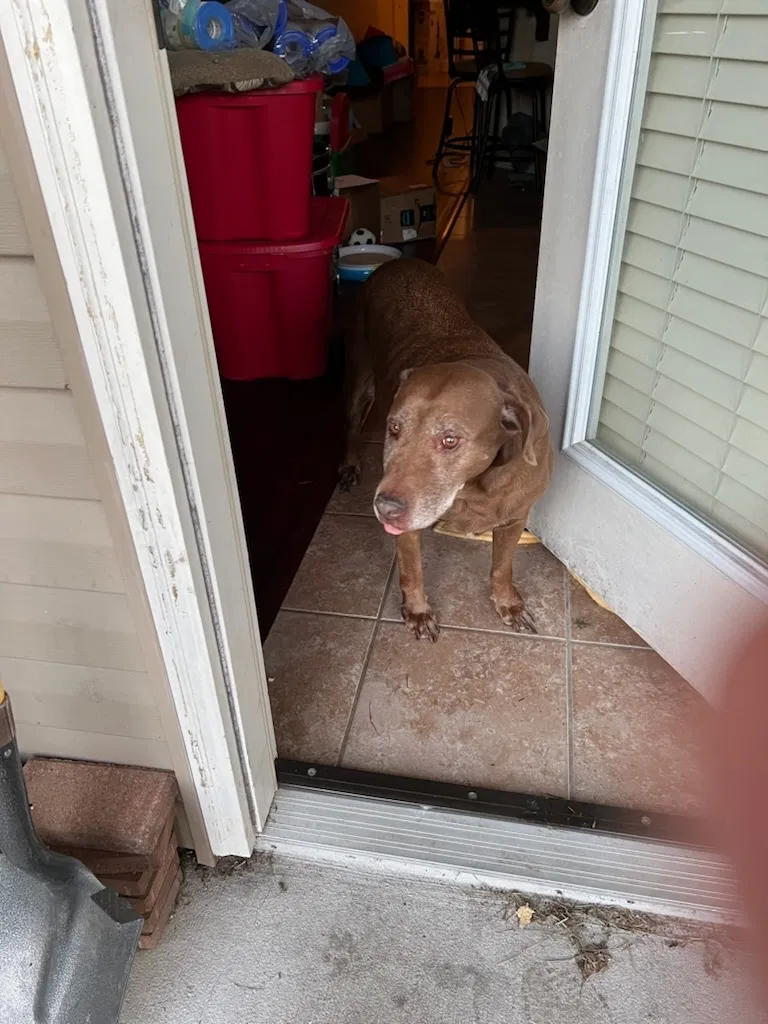 Found dog in Marrero, LA, 70072