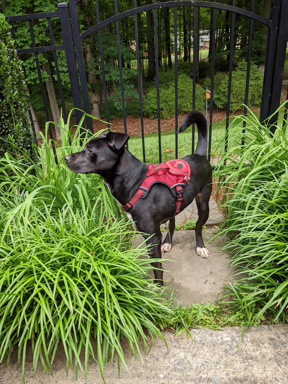 Found dog in Greensboro, NC, 27409