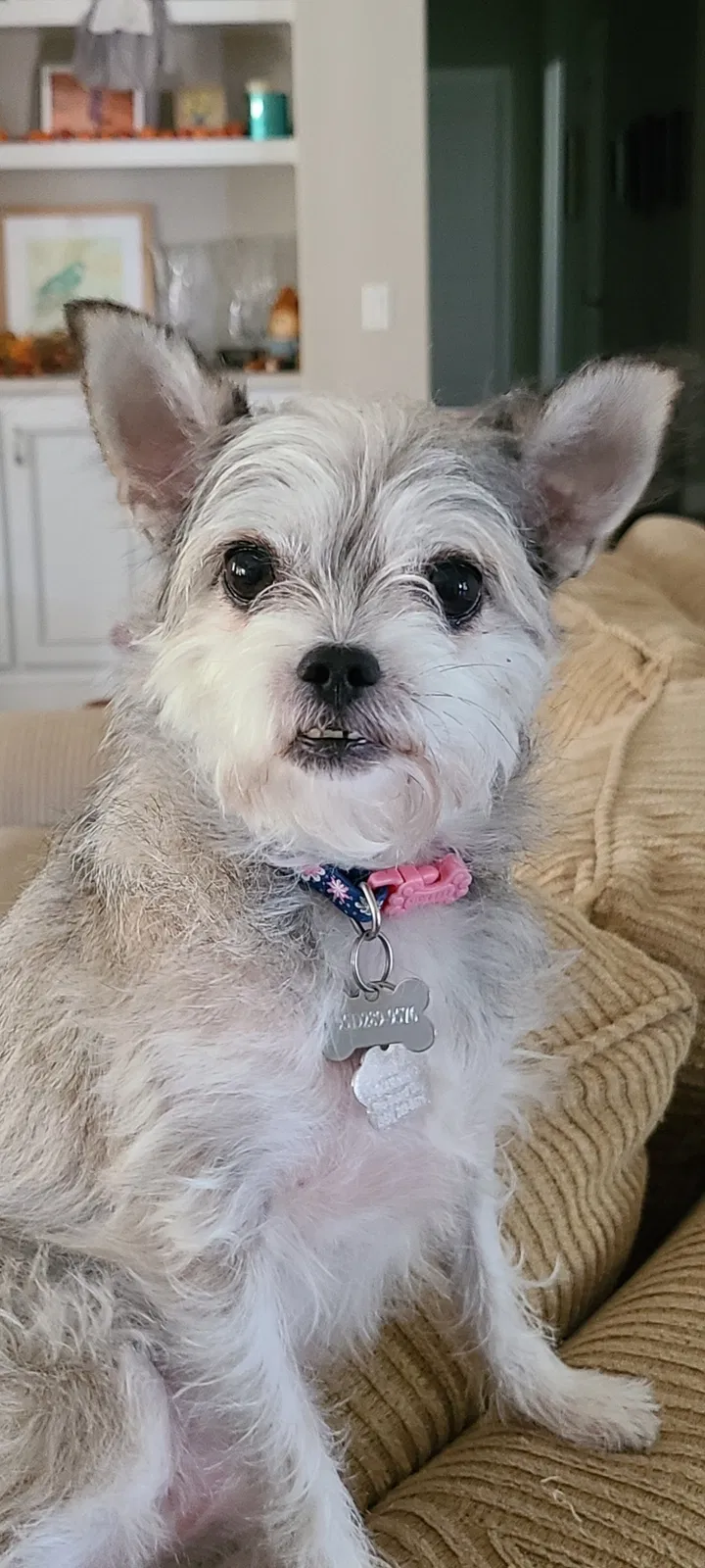 Lost dog in Riverside, CA, 92507
