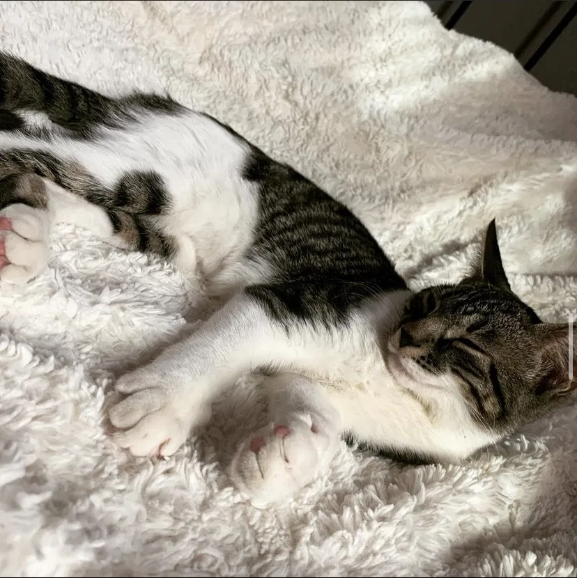 Lost cat in Butler, NJ, 7405