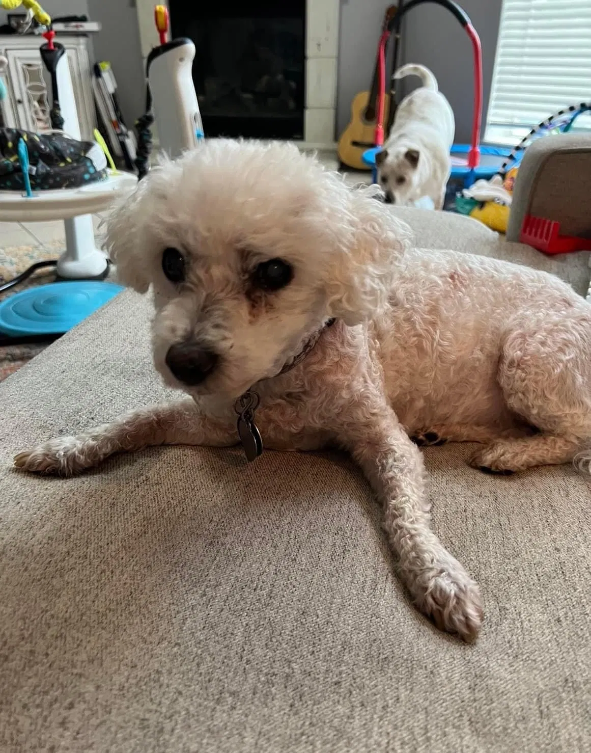 Lost dog in Cypress, TX, 77433