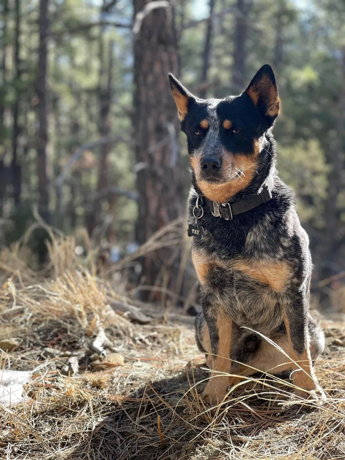 Lost dog in Keenesburg, CO, 80643