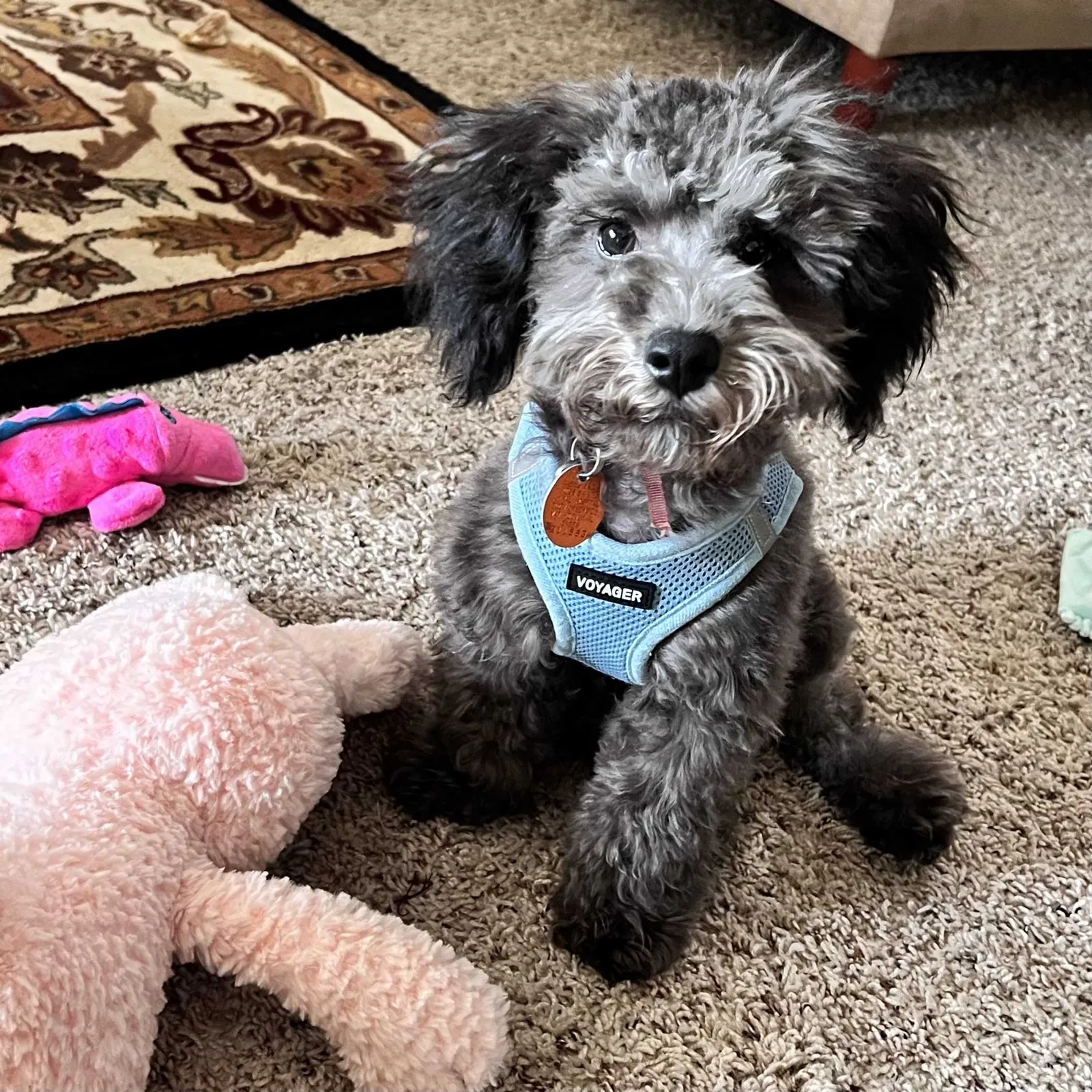 Missing Dog