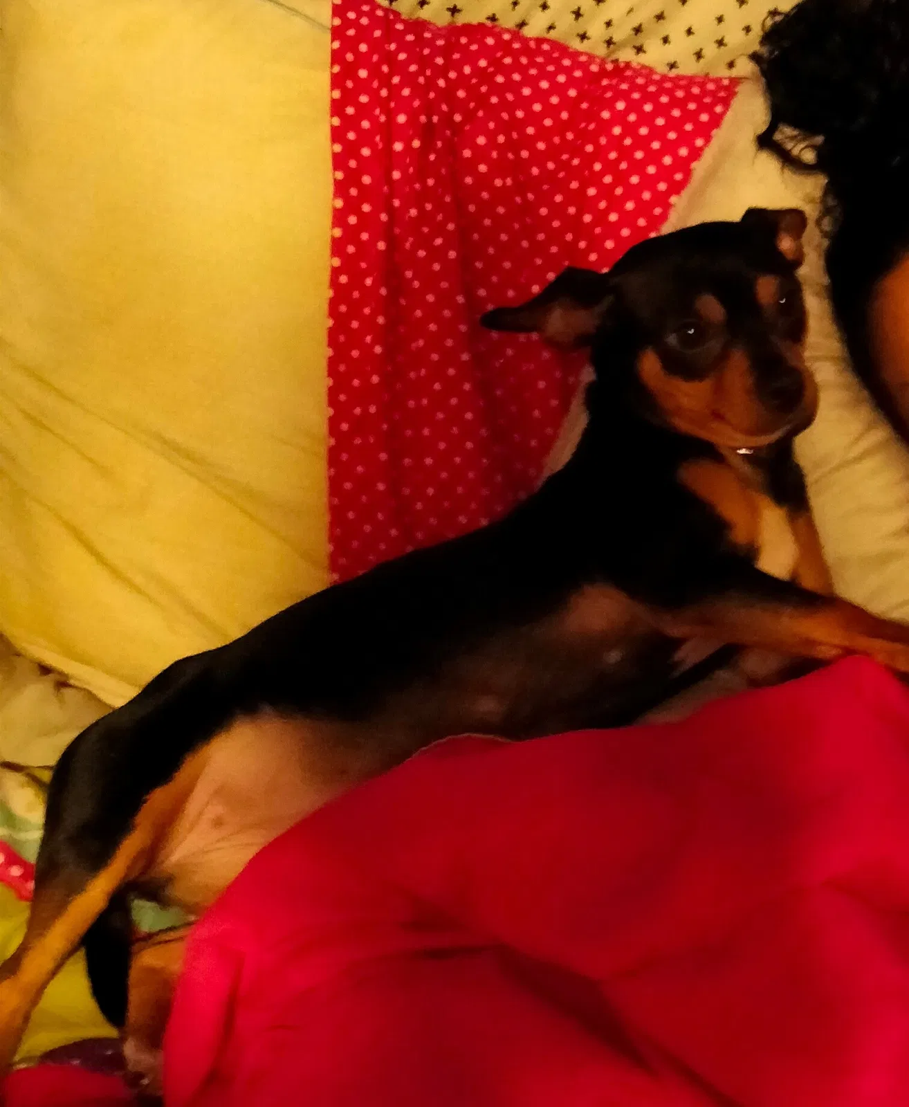 Lost dog in Birmingham, AL, 35215