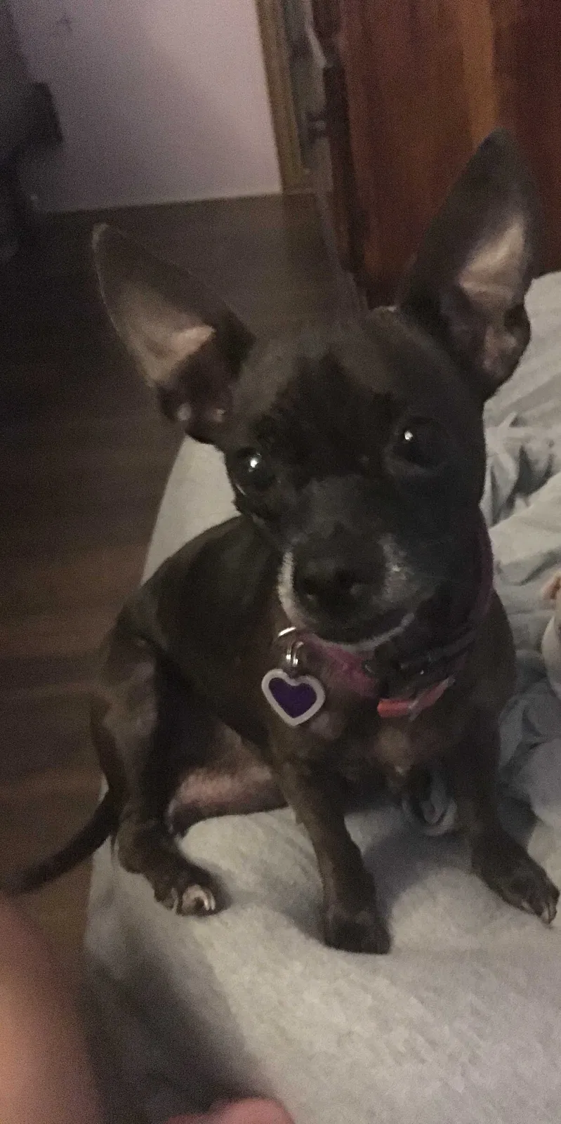 Lost dog in Fort Worth, TX, 76137
