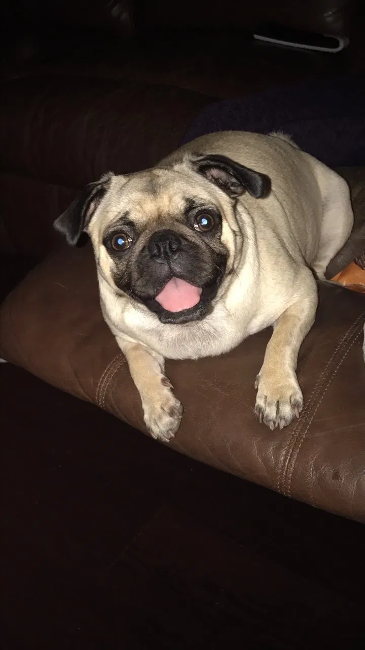 Lost dog in Pflugerville, TX, 78660