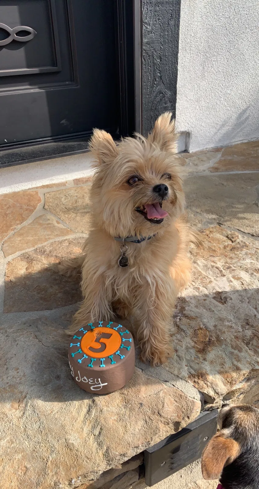 Lost dog in Paramount, CA, 90723
