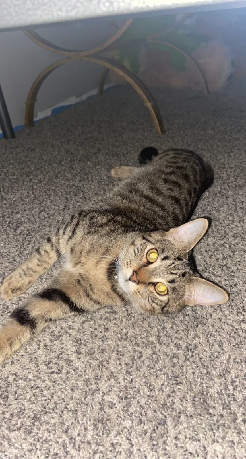Lost cat in Pittston, PA, 18640