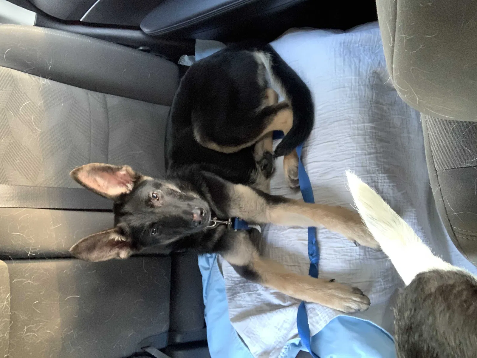 Lost dog in Balch Springs, TX, 75180
