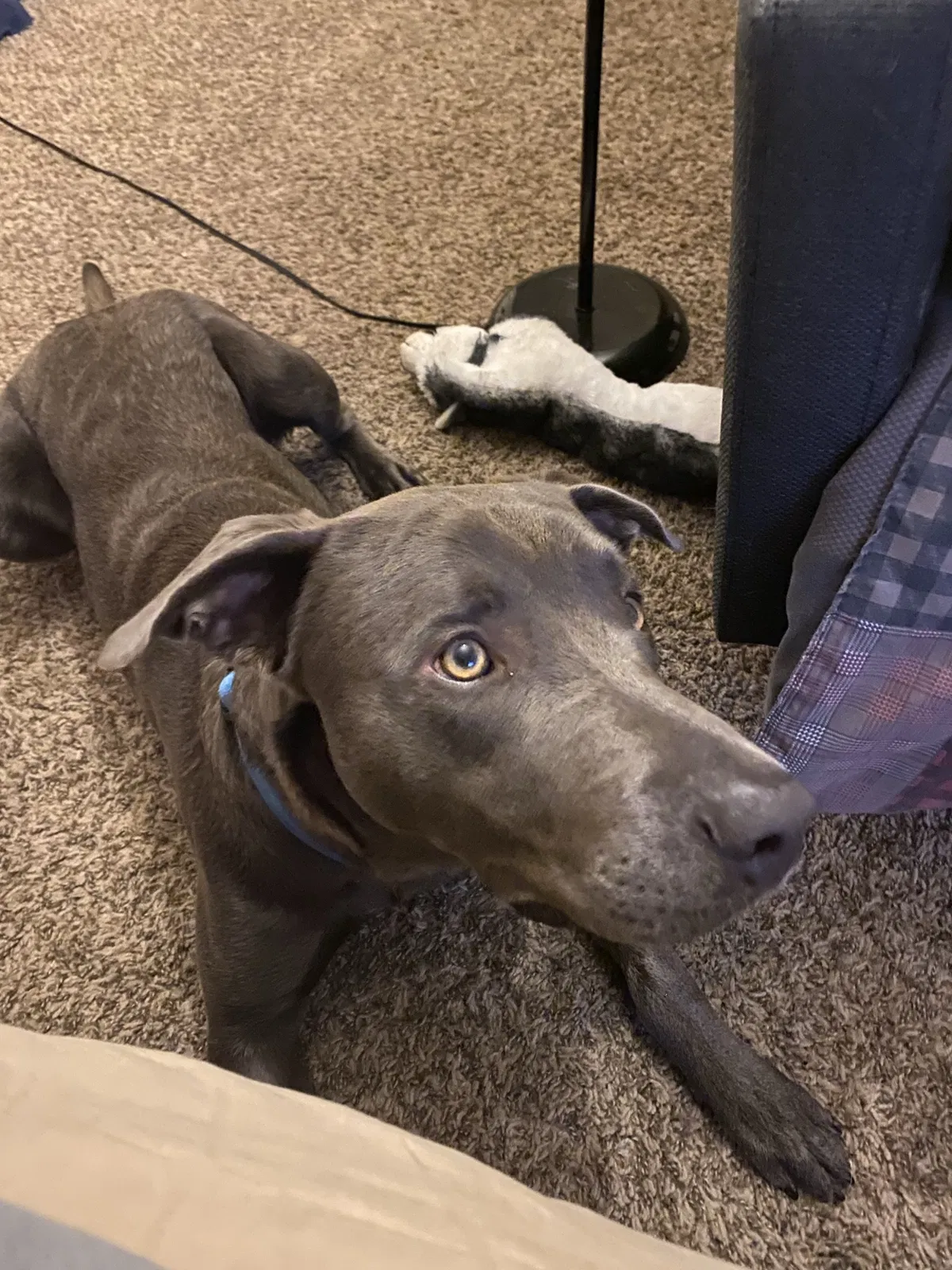 Lost dog in Baton Rouge, LA, 70808