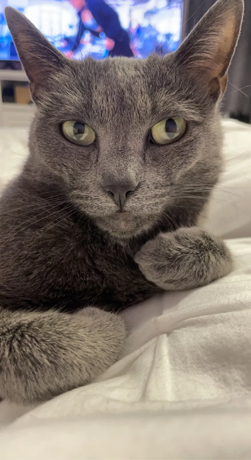 Lost cat in Staatsburg, NY, 12580