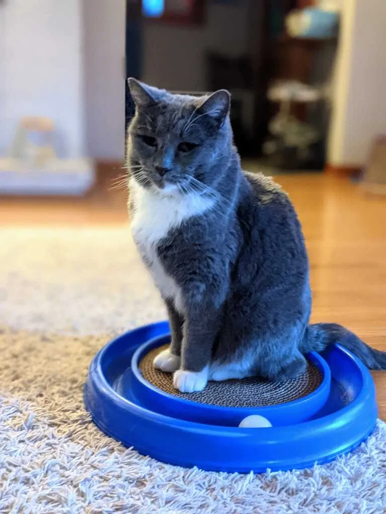 Lost cat in Portland, OR, 97219