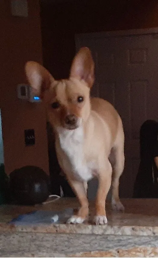Lost dog in Las Vegas, NV, 89178